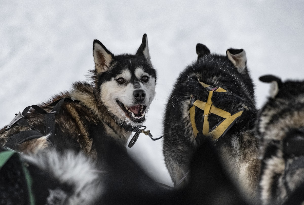 A husky sled dog pulling through deep snow