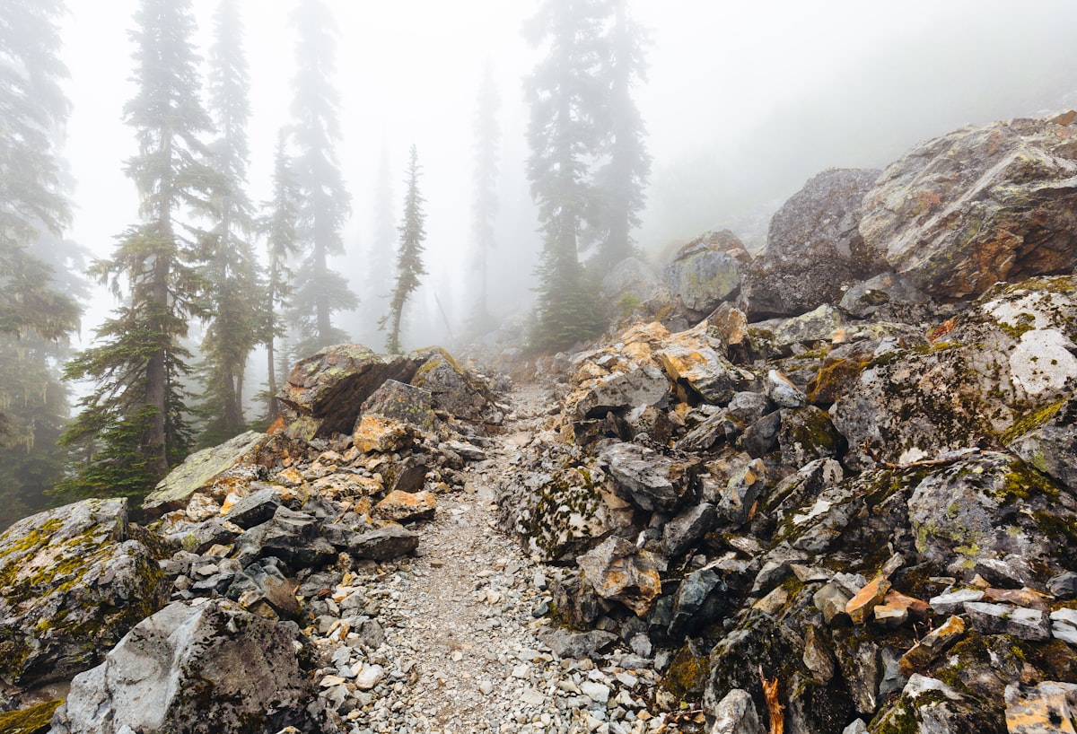 A rocky mountain trail winding through pine trees in the fog