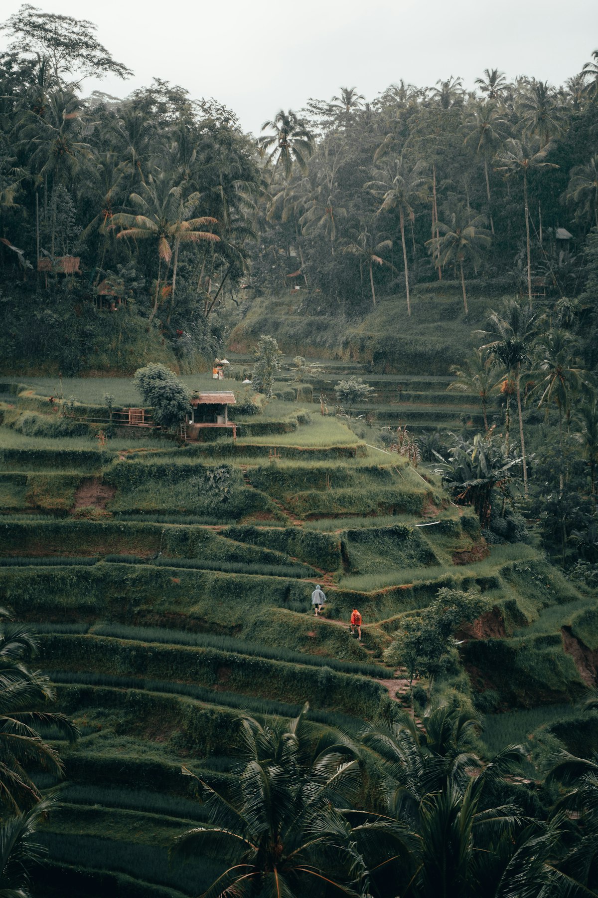 Terraced green rice fields on a hillside in Bali