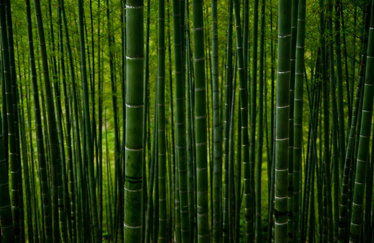 Light filtering through a dense bamboo forest